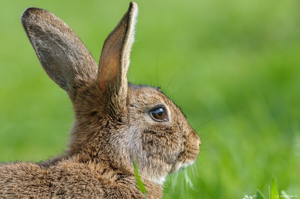 Wilkaninchen
