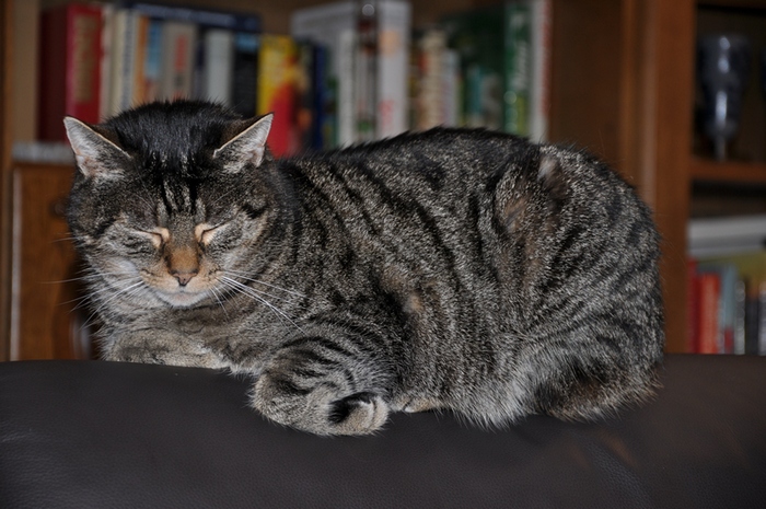 Willi