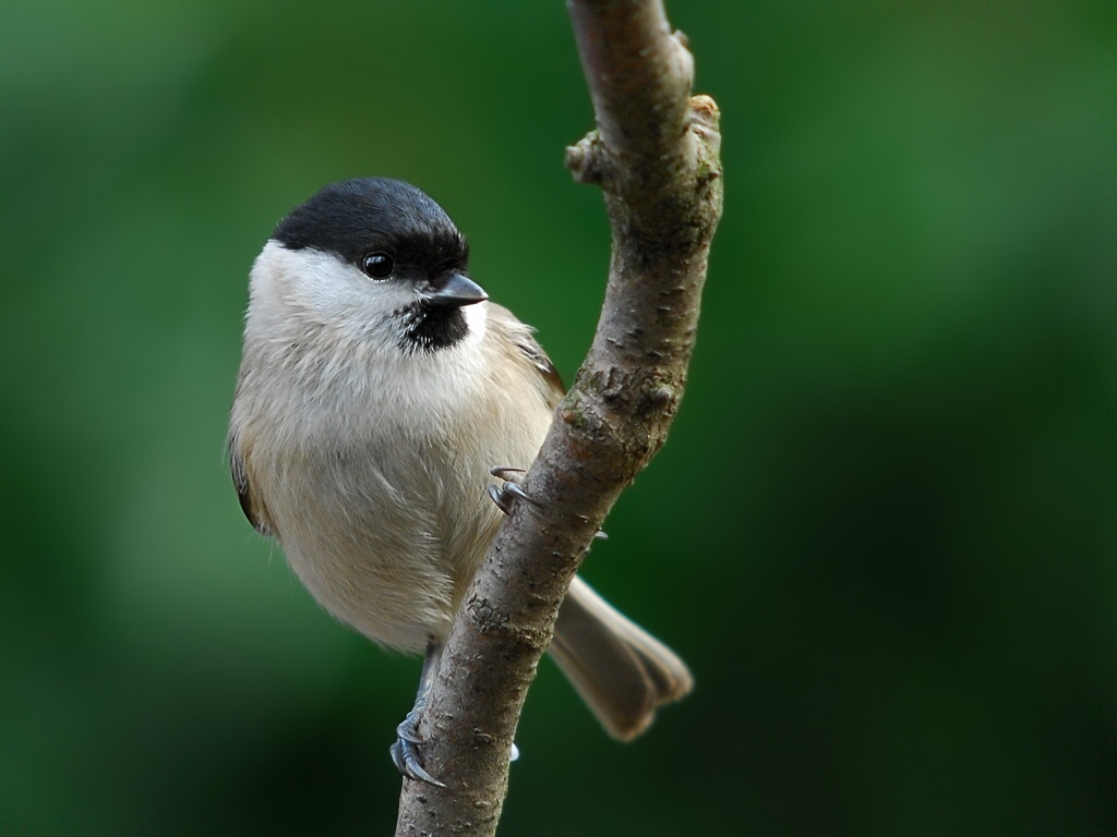willowtit 4956s hf