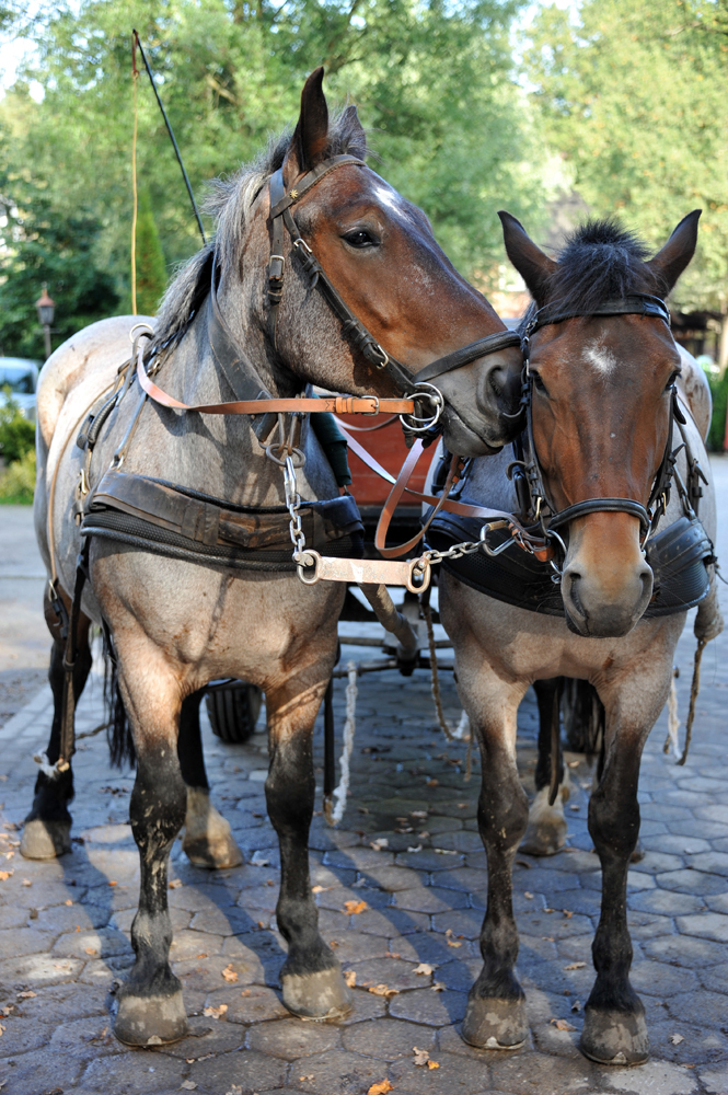 Wilsede.jpg