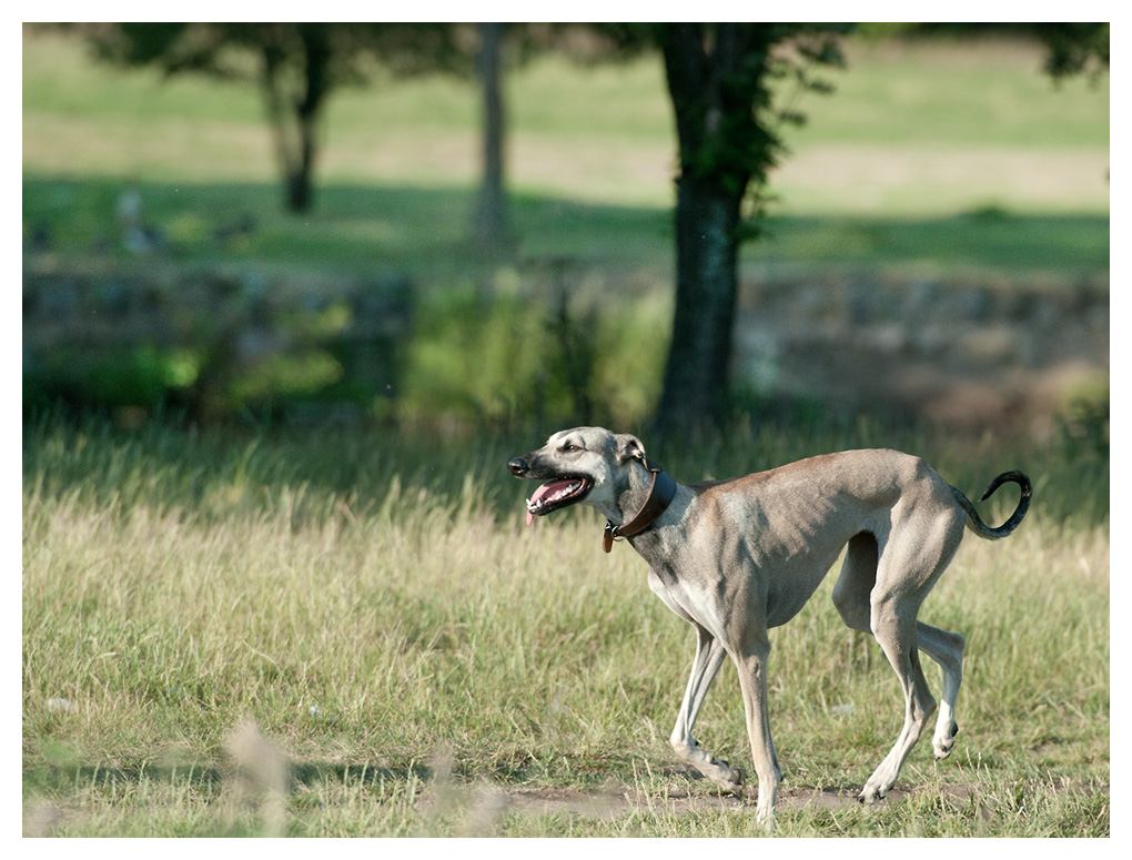wind am Waldesrand
