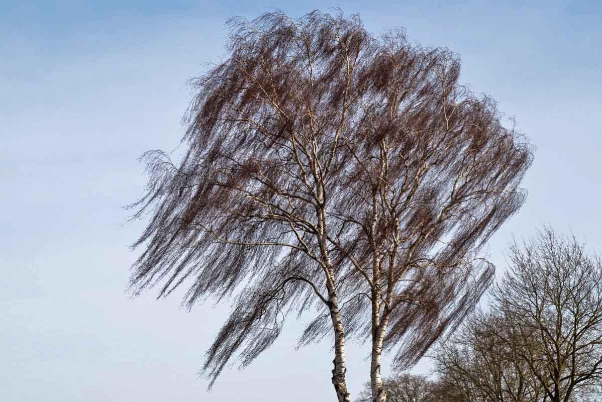 Windbirke-0849 neu.jpg