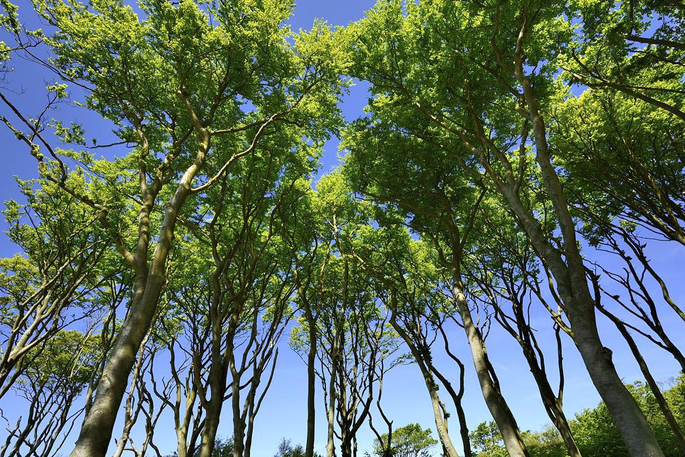 Windflüchter am Darßer Weststrand 2014 07000