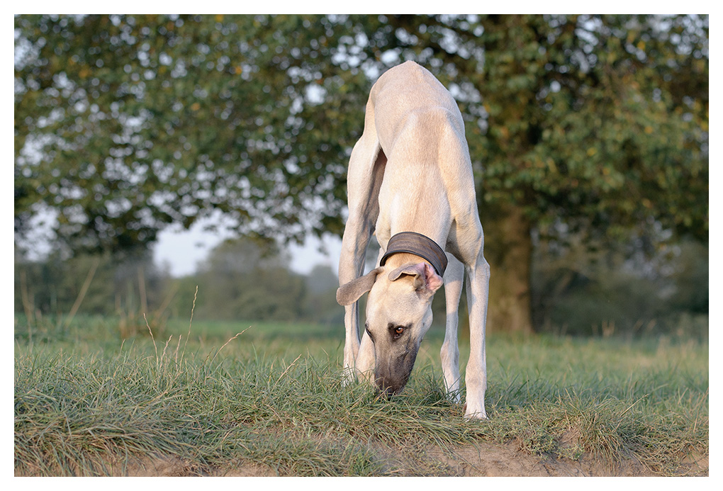 Windhund 1