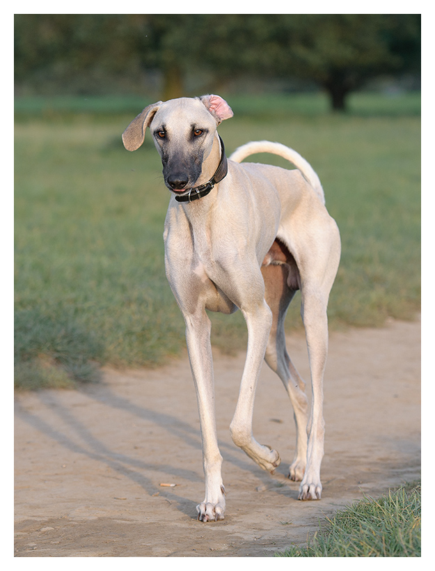 Windhund 2