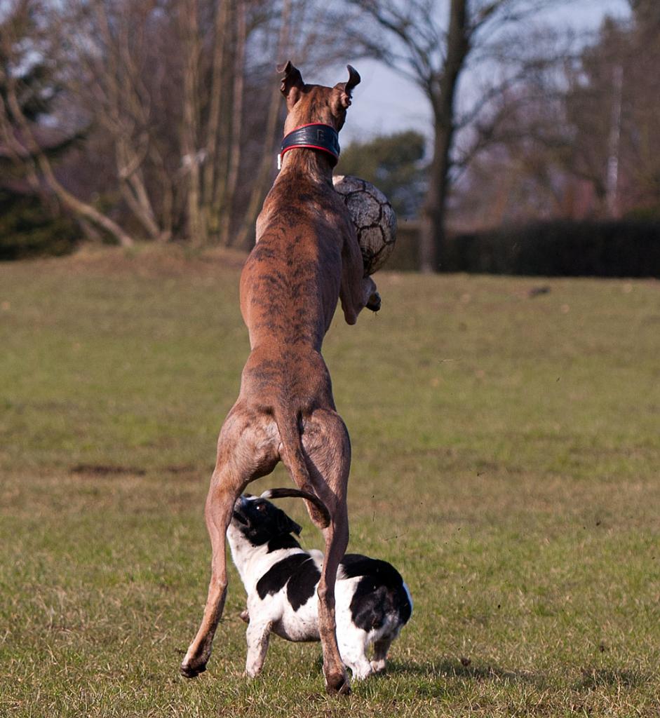 Windhund Ballannahme