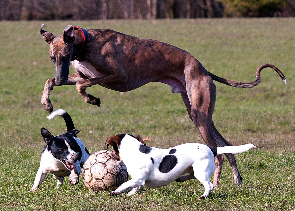 Windhund Jerry Loona