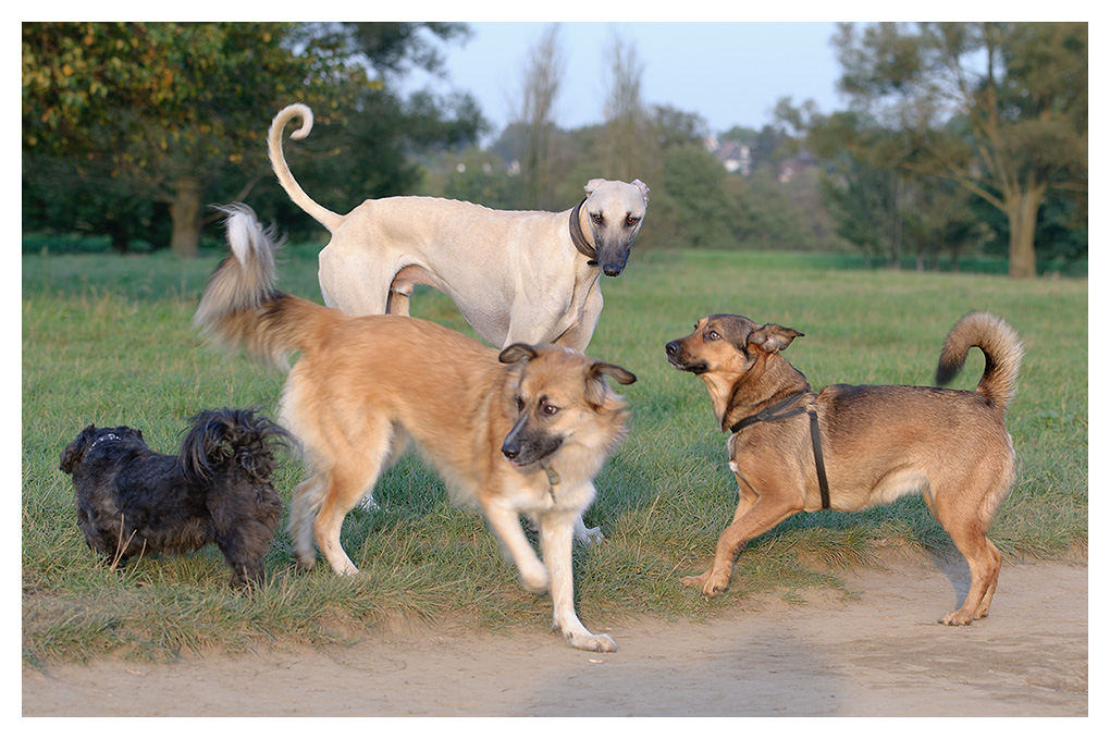 Windhund meets