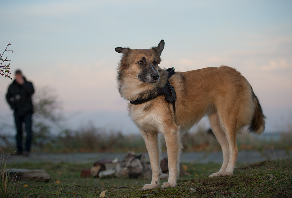windhund
