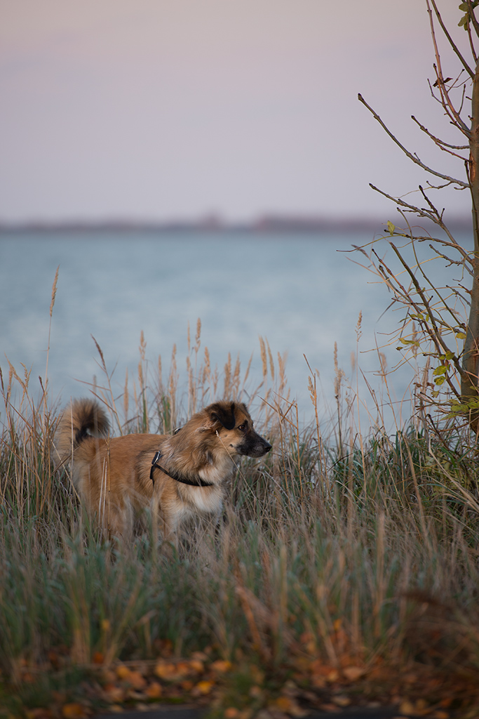 windhund2