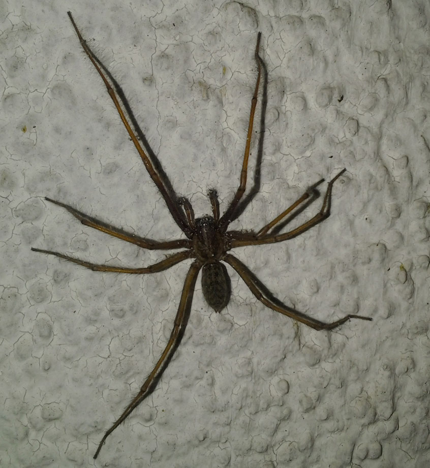 winkelspinne