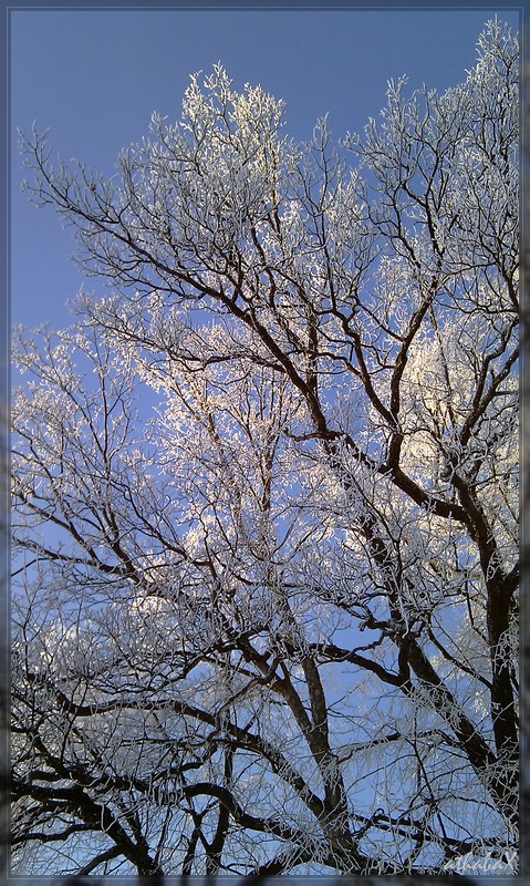Winter Äste