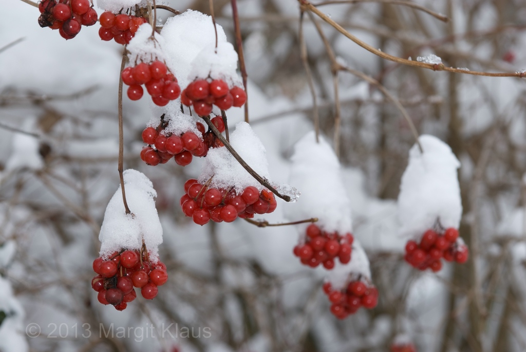 Winter 005