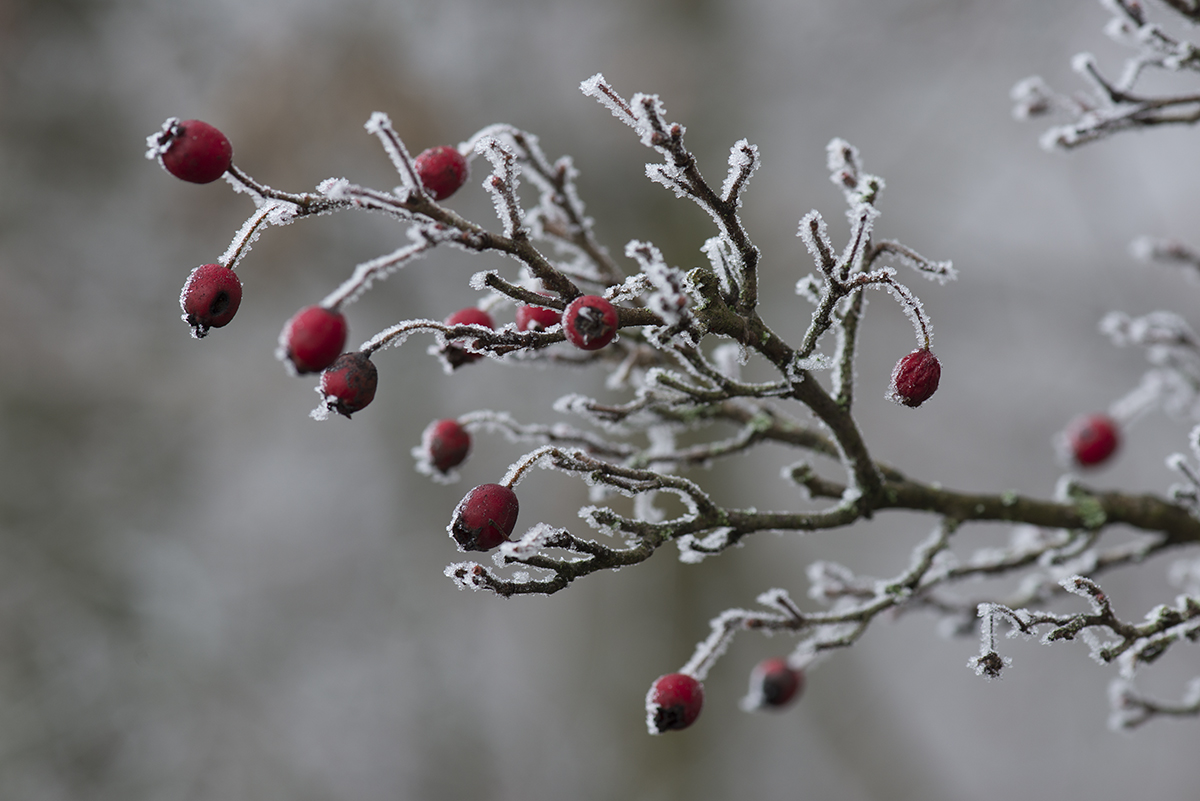 winter 01