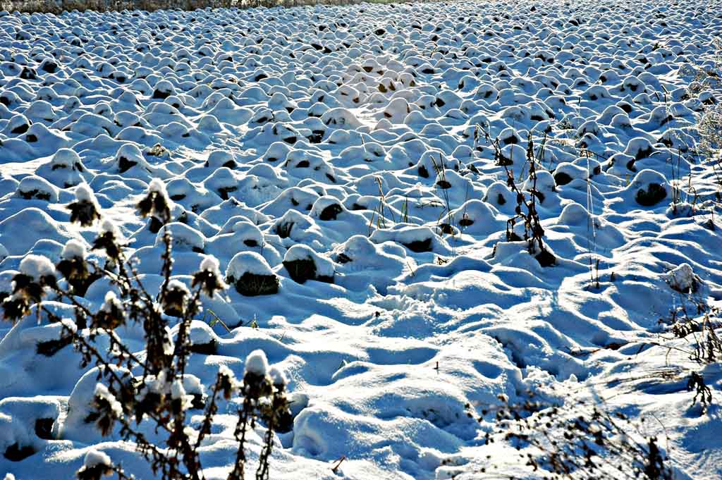 Winter 2010   03