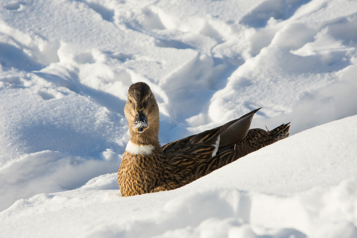 Winter-2021-92m.jpg