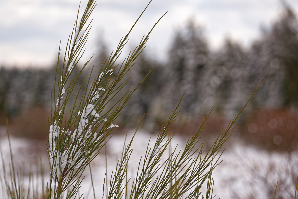 Winter 3173