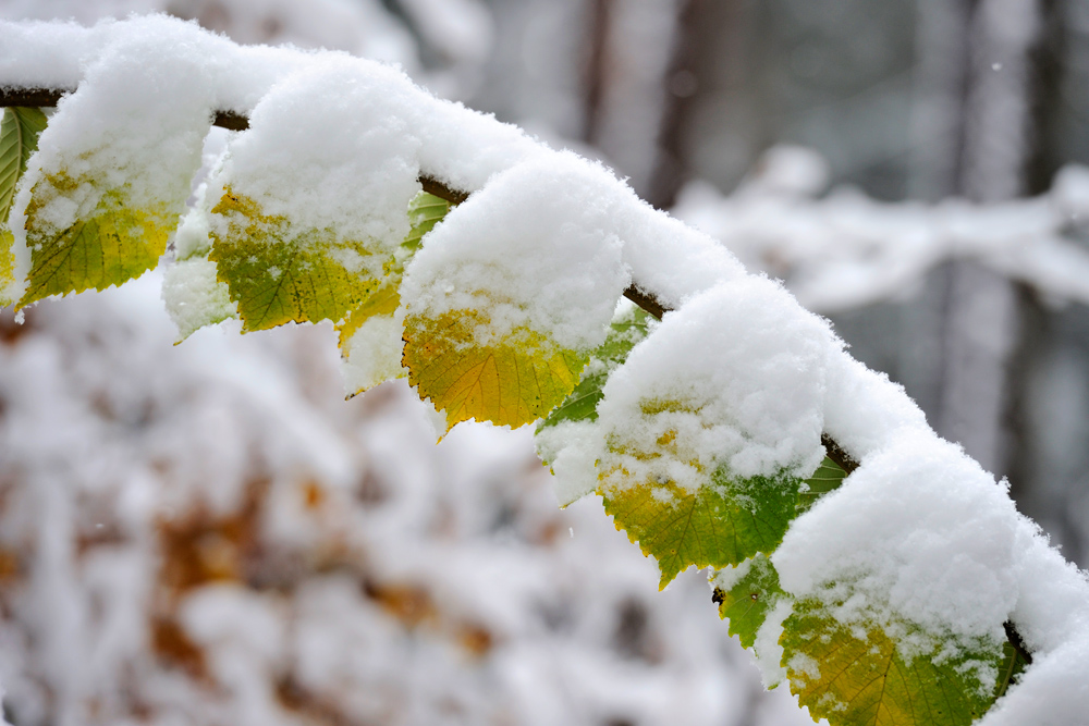 winter 4