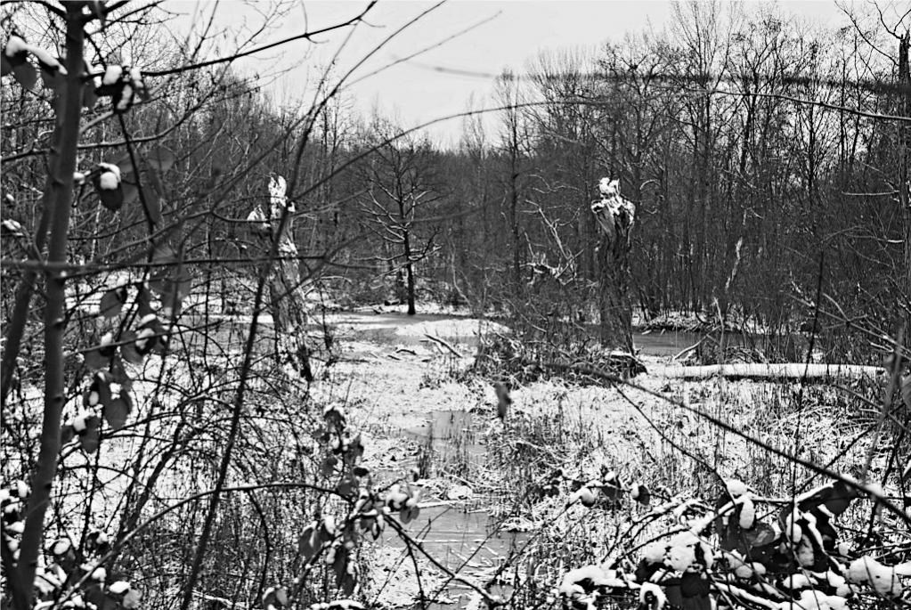 Winter Bln Lübars 0039 130113 SW 1024