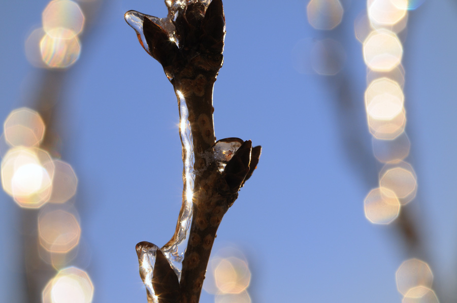 Winter Frost 011