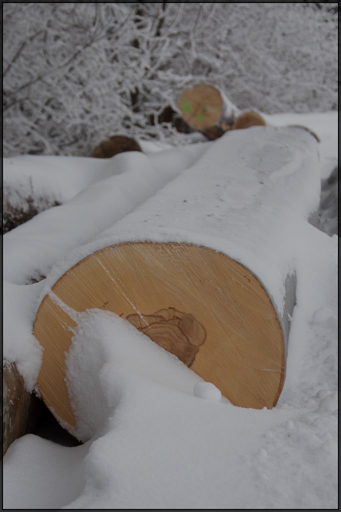 Winter im Wald