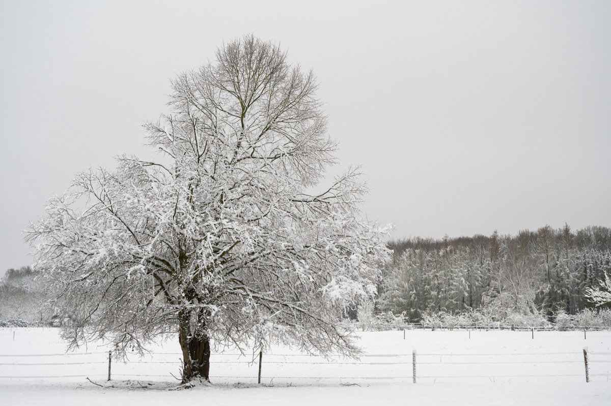 Winter in Alfter_001Winter in Alfter neu.JPG