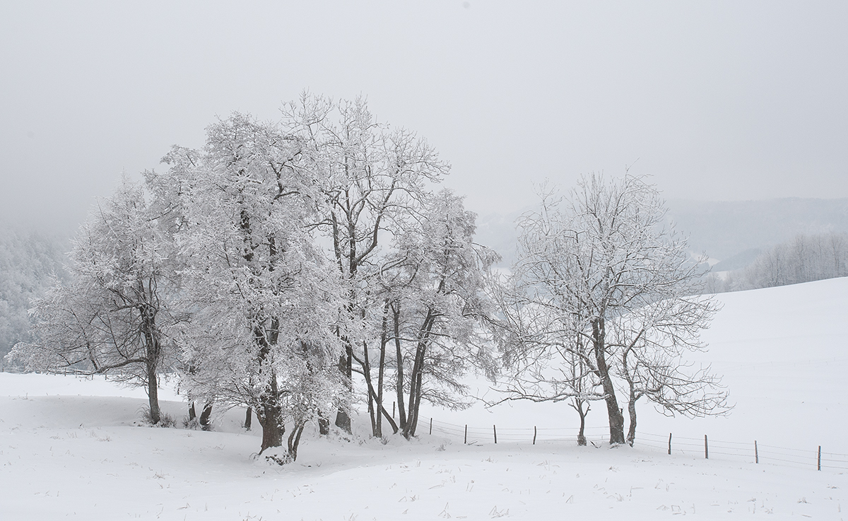 Winter.jpg