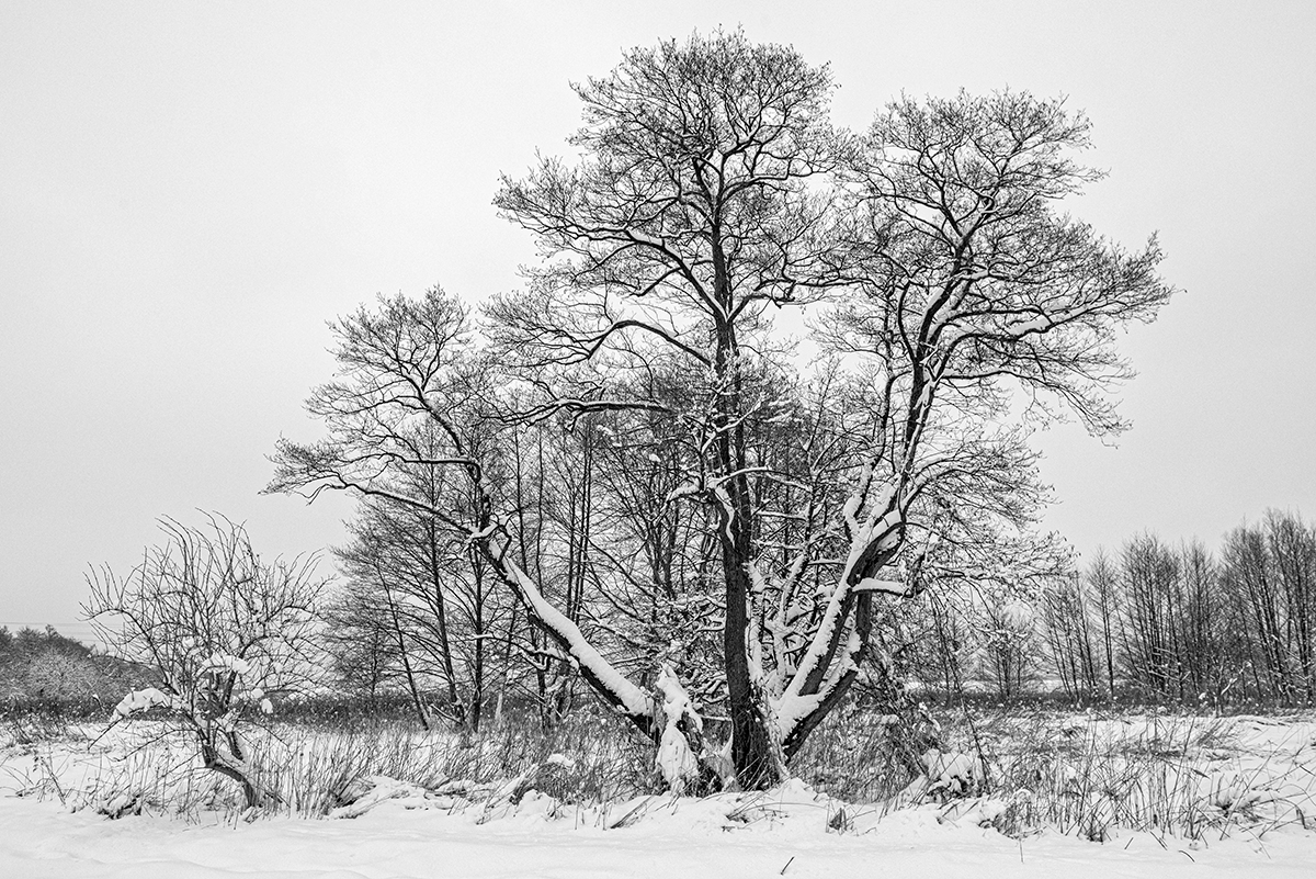 Winter-SW.jpg