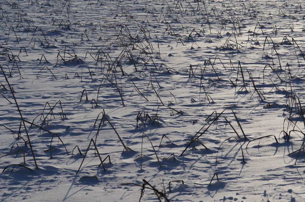 winter