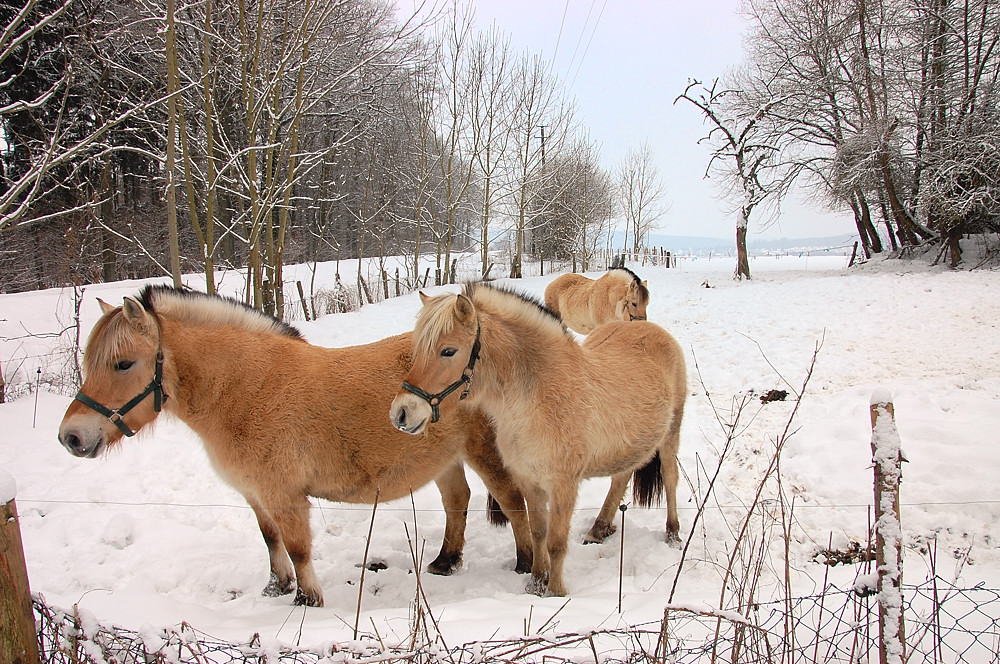 Winter004