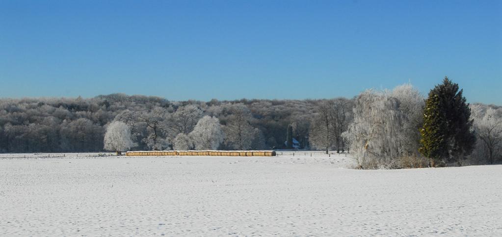 Winter2010 1a
