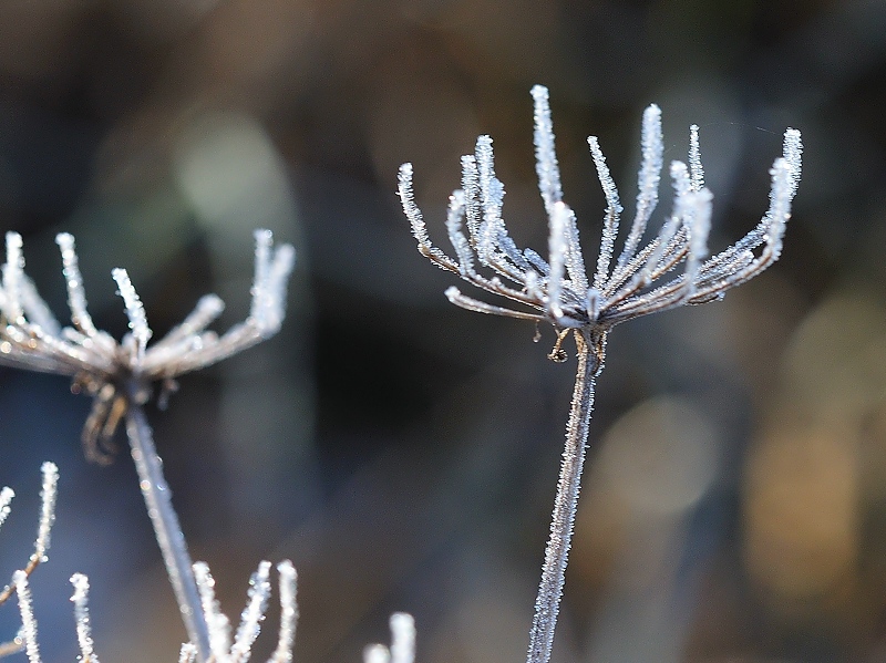 winter21