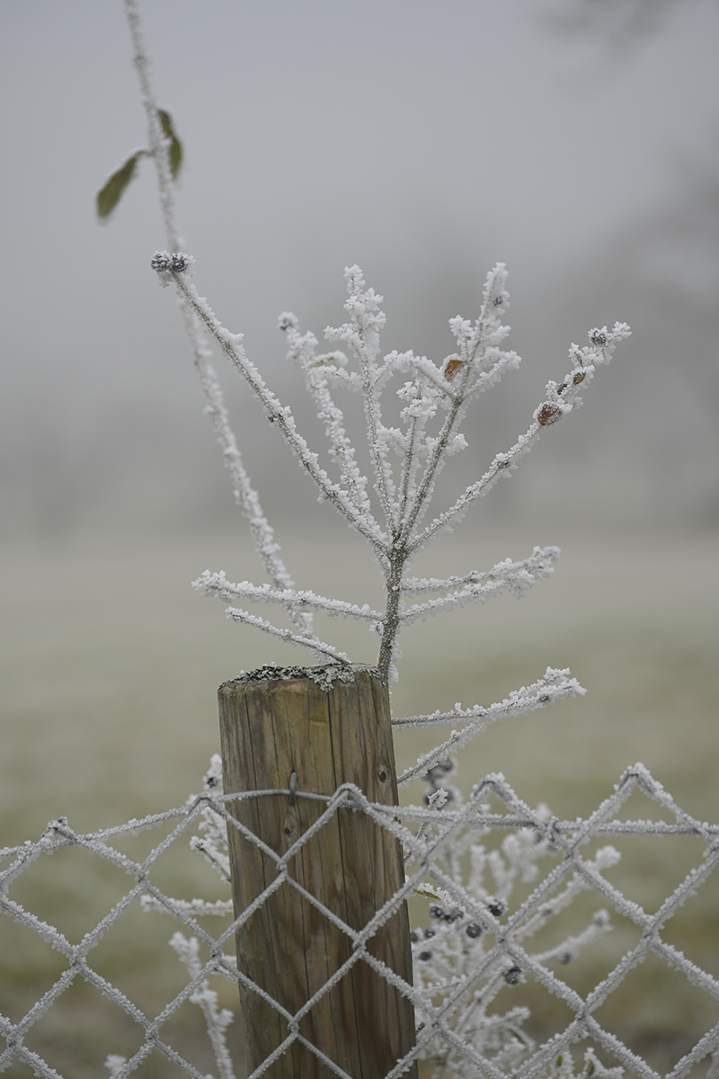Winter_Zf_DSC0378_1200x800x150.jpg