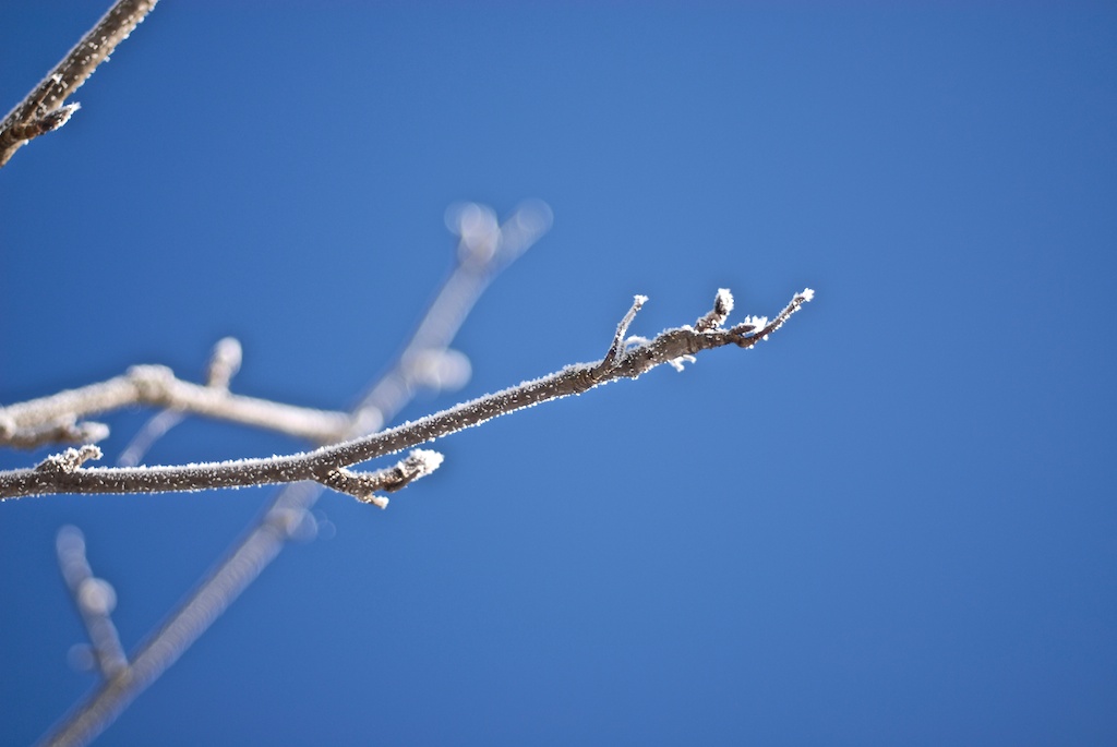 Winterast