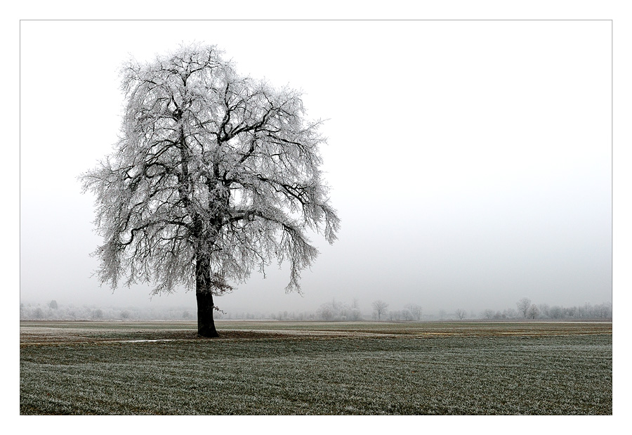 Winterbaum