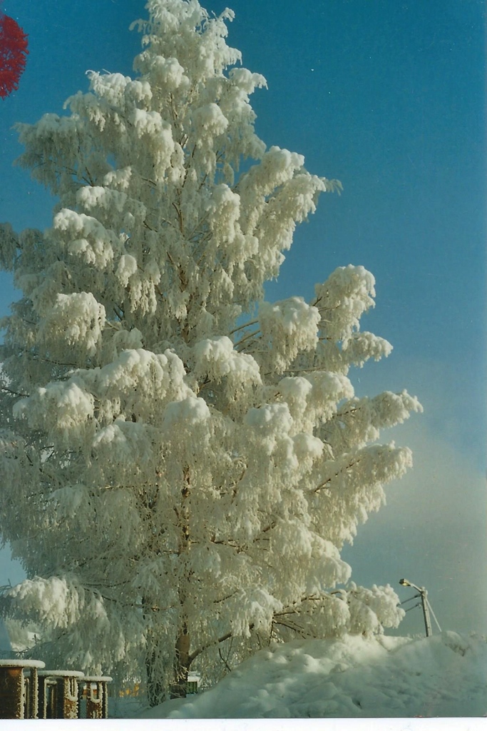 Winterbaum