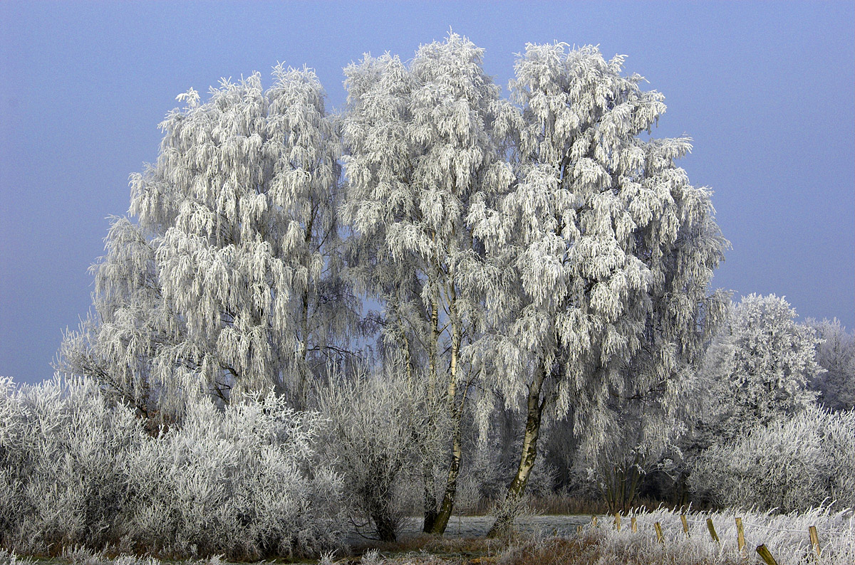 Winterbirken