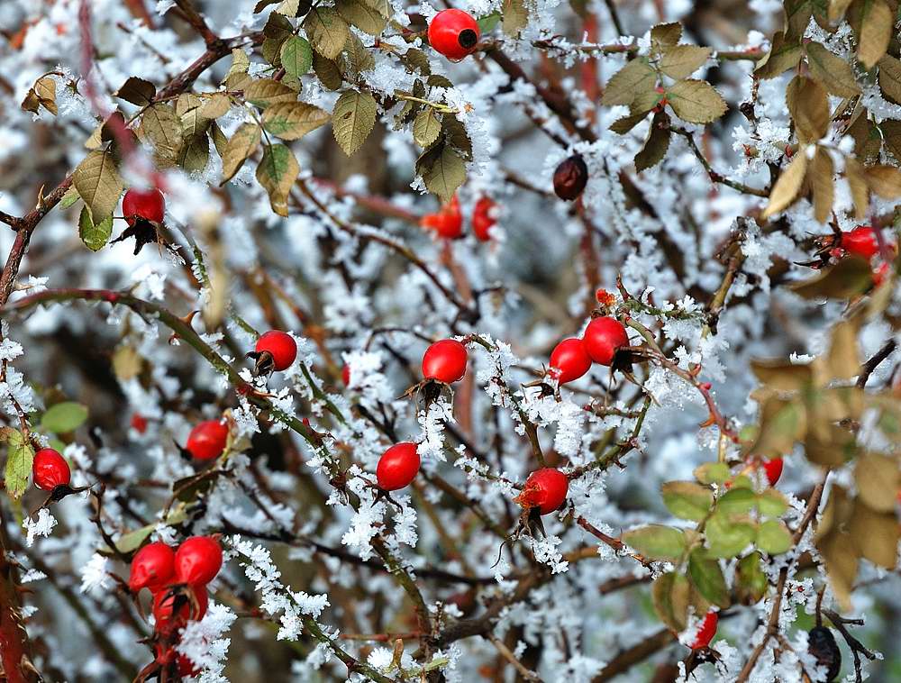 Winterblüte
