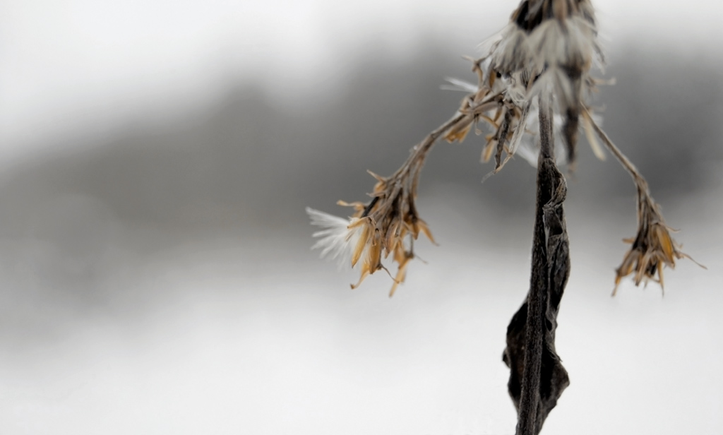 Winterblume Kopie