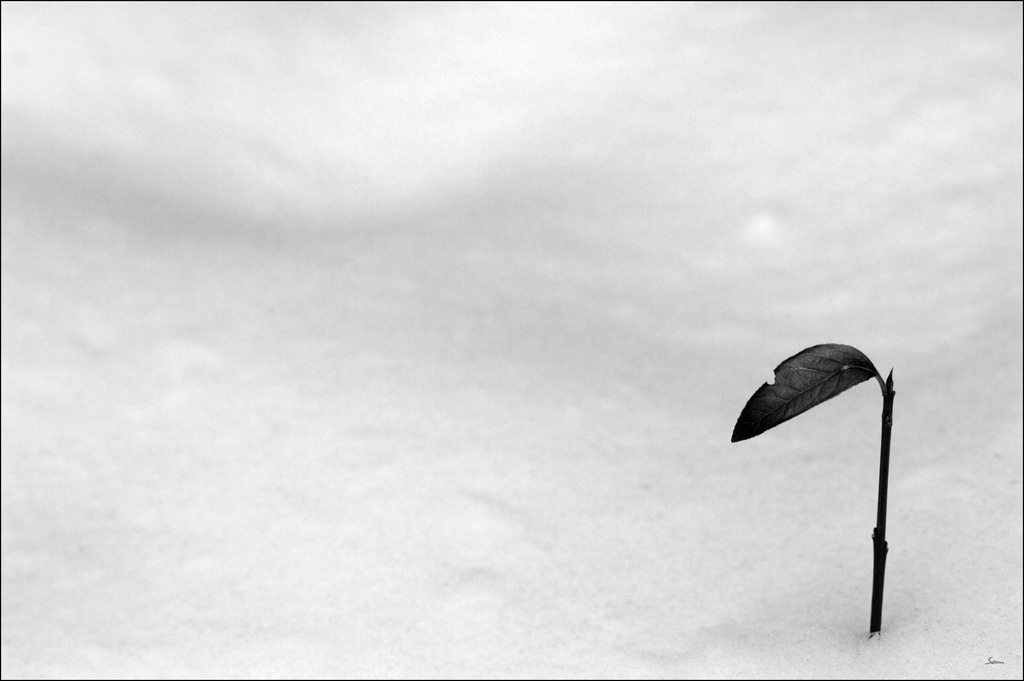 WinterDSC 0058