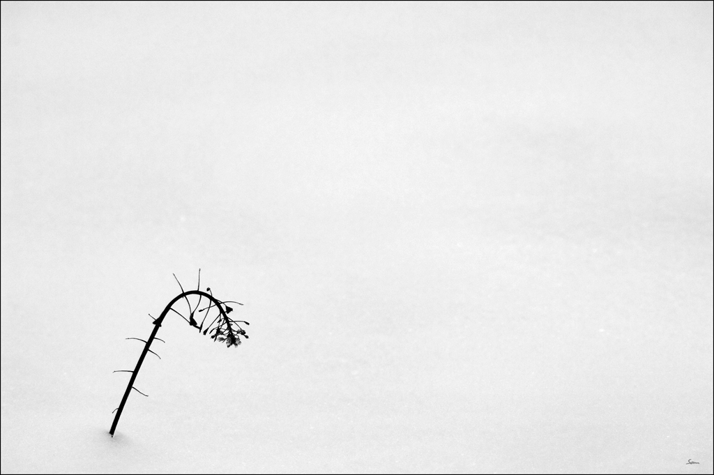 WinterDSC 0066