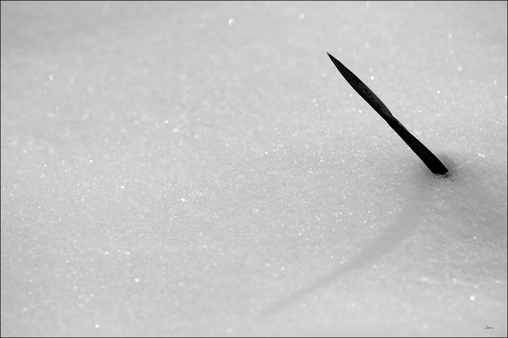 WinterDSC 0067