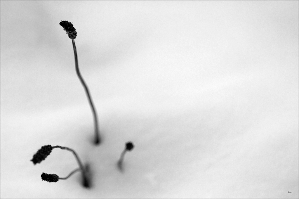 WinterDSC 0068