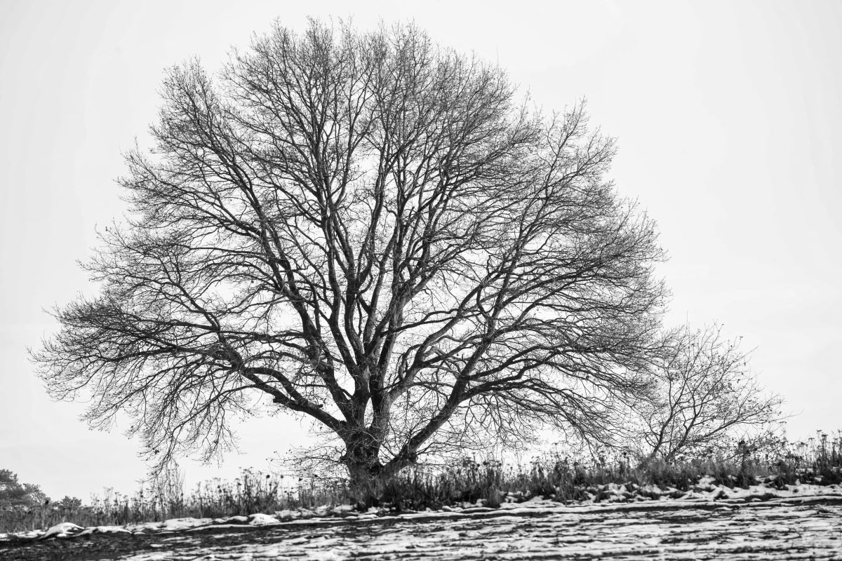 Wintereiche BW.jpg