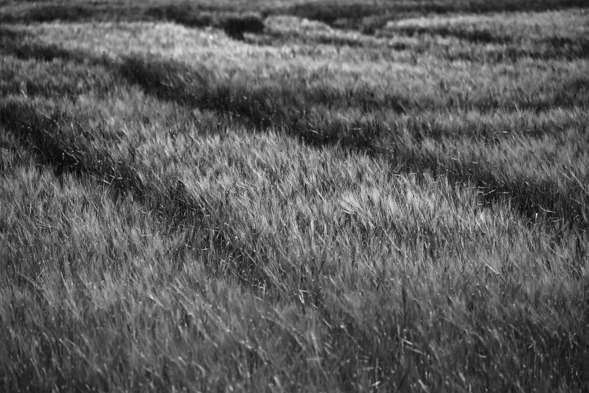 Wintergerste BW.jpg