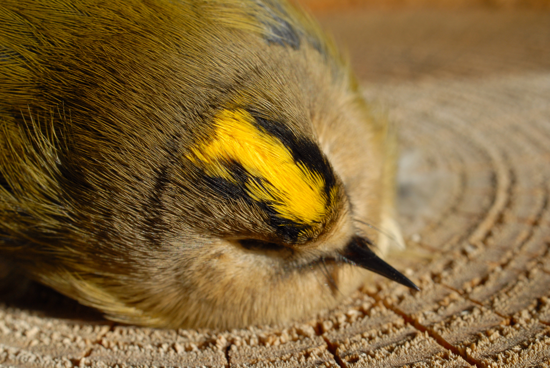 Wintergoldhähnchen.jpg