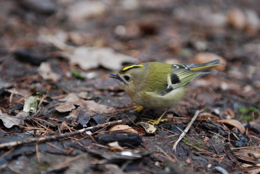 Wintergoldhähnchen