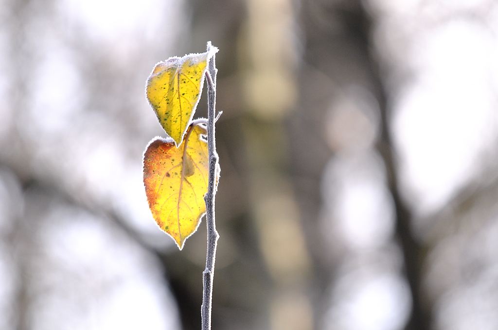 winterherbst