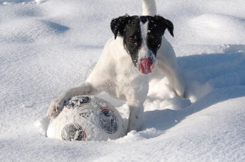 Winterhund