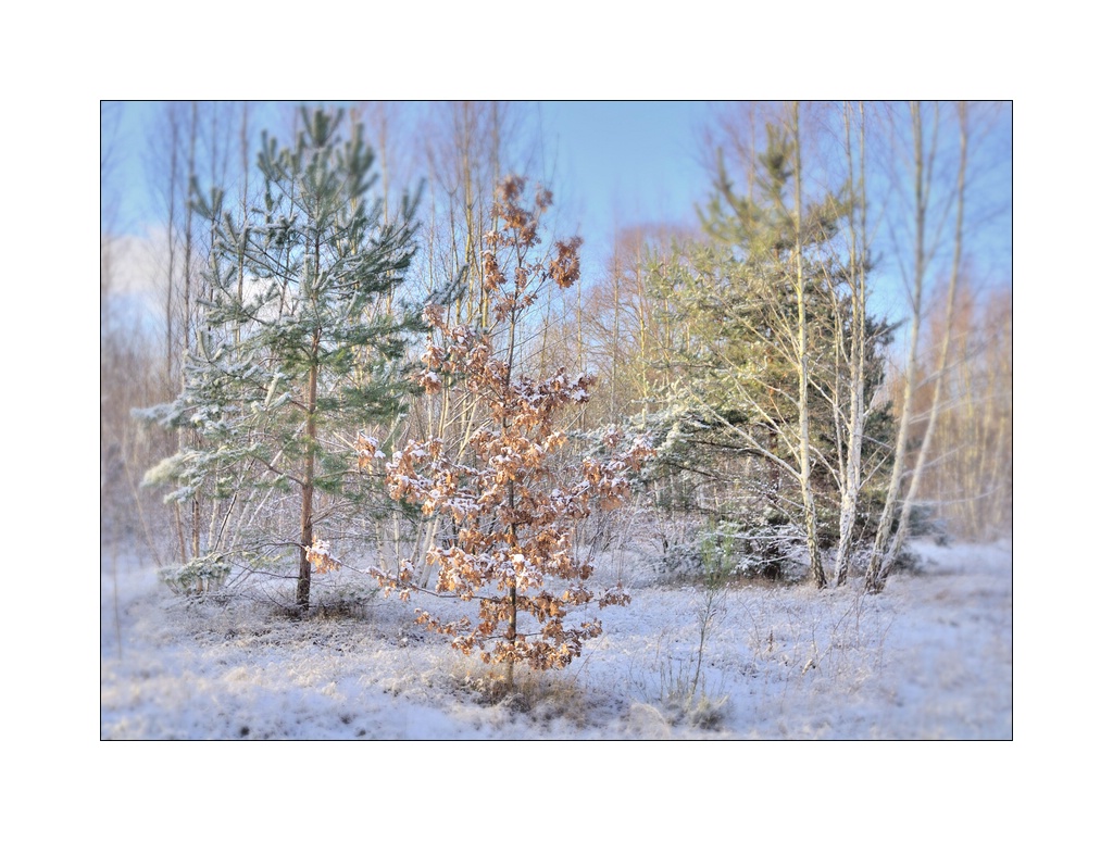 Winterlandschaft